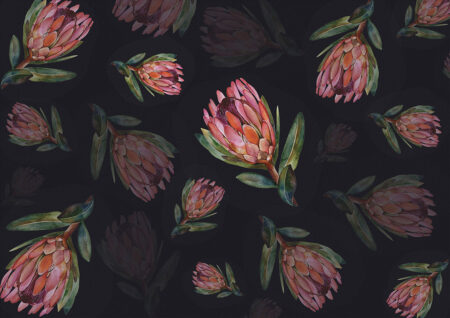 Zarte Protea-Blüte Fototapete auf dunklem Hintergrund