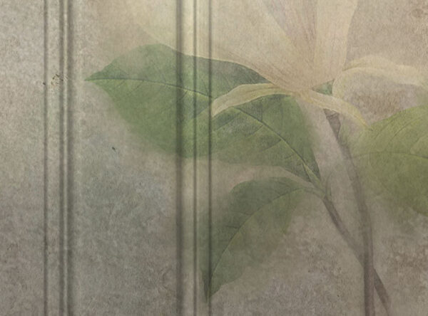 Exklusive Fototapete mit einem Bild einer Magnolienblüte auf einer schäbigen Textur