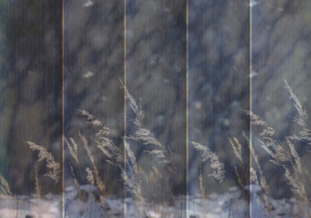 Fototapete mit Schilfgras auf dunkelblauem Hintergrund mit Unschärfeeffekt auf der Textur