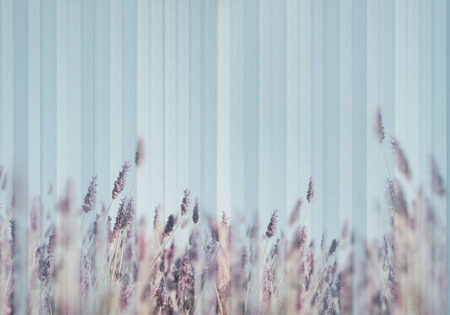 Fototapete mit lila Schilfgras auf unscharfer Textur mit Streifen in Blautönen