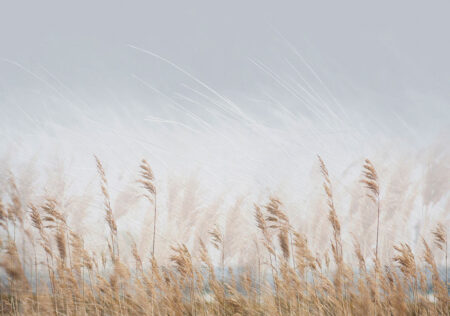 Natur-Fototapete mit goldenem Weizenfeld