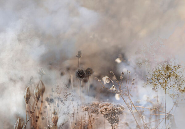 Fototapete mit großen getrockneten Blumen auf einem verschwommen Landschaftshintergrund