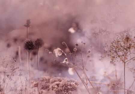 Natur Fototapeten in Rosatönen mit botanischem Gras und Blumen im Nebel