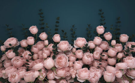 Fototapete 3d mit einem Strauß hellrosa Rosen auf blauem strukturiertem Hintergrund