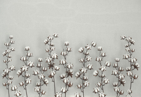 Baumwollblumen auf grauem strukturiertem Hintergrund 3D Fototapete