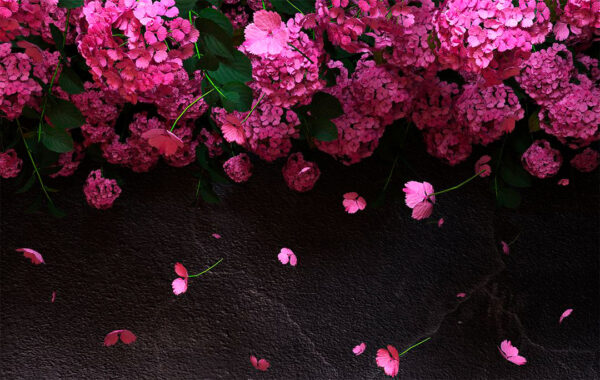 3D-Tapete mit rosa Hortensie und bröckelnden Blütenblättern auf strukturiertem Steinhintergrund in Schwarztönen