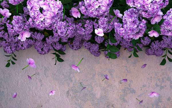 3D-Tapete mit lila Hortensien und bröckelnden Blütenblättern auf strukturiertem Betonwandhintergrund in Beige- und Grautönen