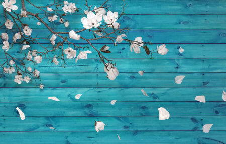 Weiße Kirschblüten 3D Fototapete auf Hintergrund mit blauem Holz