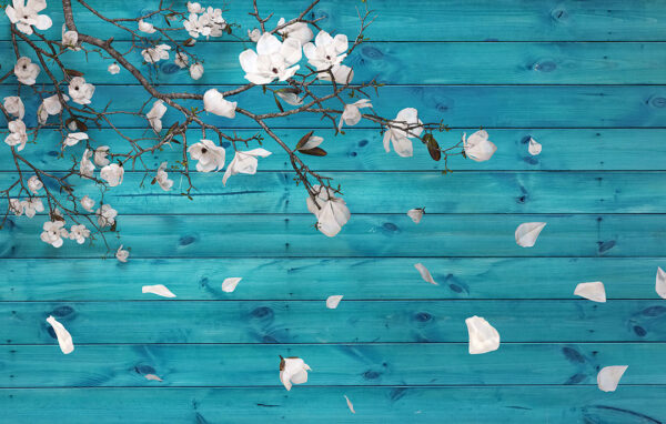 Fototapete mit kirschblütenzweig und bröckelnden weißen Blütenblättern auf strukturiertem Holz Hintergrund in Türkistönen