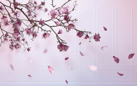 Lila Kirschblüten 3D Fototapeten mit milchigen Wandpaneelen