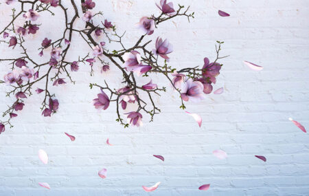 Sakura-Zweige auf Ziegelsteinhintergrund 3D-Fototapete