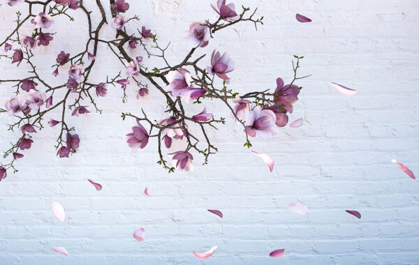 Fototapete 3D mit kirschblütenzweig und bröckelnden rosa Blütenblättern auf einem hellen backstein Texturhintergrund