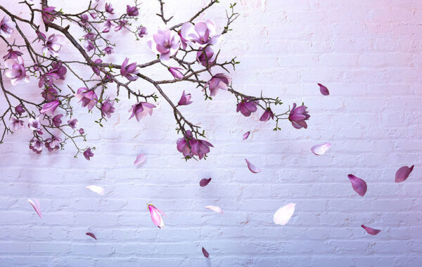 Fototapete 3D mit kirschblütenzweig und bröckelnden rosa Blütenblättern auf einem hellen Backsteinmauer-Texturhintergrund in Lilatönen