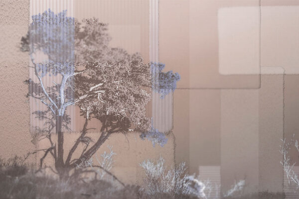 Fototapete mit Baum und Wildblumen auf beigem Hintergrund mit strukturierter rechteckiger Geometrie