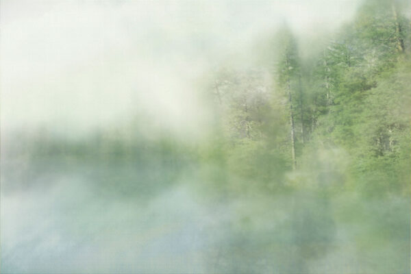 Fototapete Grüner Wald im Nebel am Fluss