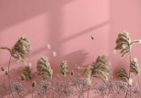 Pampasgras 3D Fototapeten auf rosa Hintergrund