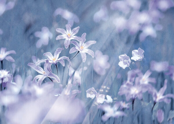 Designer Fototapete lila Lilien auf dem Hintergrund einer Blumenlandschaft