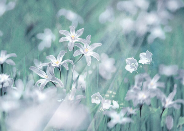 Designer Fototapete Lilien auf einem Hintergrund von grünem Gras und einer Blumenlandschaft