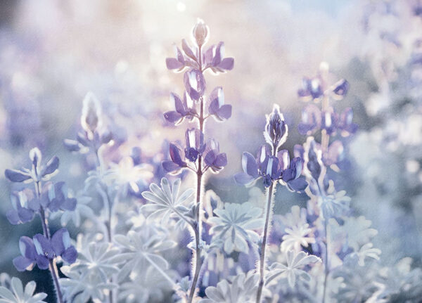 Designer-Fototapeten lila Lavendel