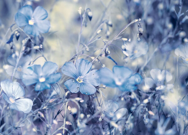 Fototapete Blumen blaue Vergissmeinnicht-Feld
