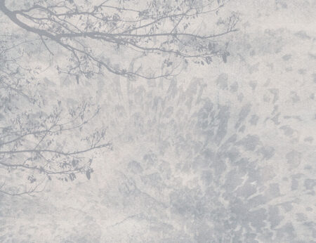 Designer-Fototapeten mit Zweige auf grauem Hintergrund