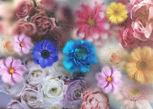 Exklusive Tapete mit bunten Rosen, Gerberas und Blumen Kosmeya auf unscharfem Hintergrund mit Tau