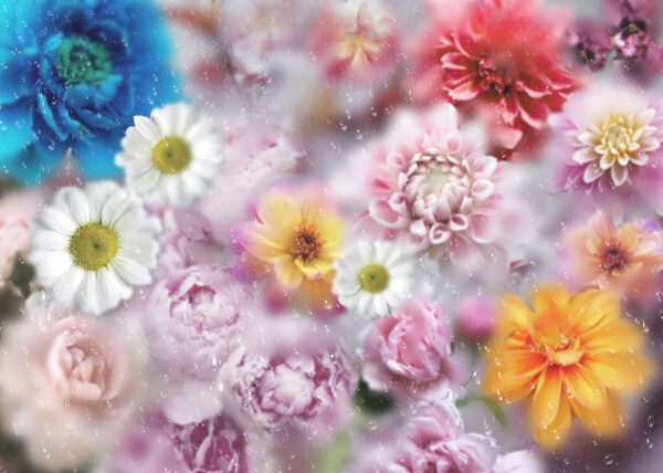 Exklusive Tapete mit bunten Pfingstrosen, Chrysanthemen und Gänseblümchen auf unscharfem Hintergrund mit Tau