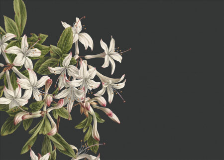 Große Lilienblüten Fototapete auf schwarzem Hintergrund