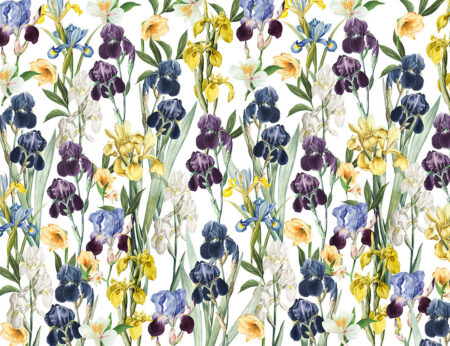 Fototapete bunte Iris in leuchtenden Farben auf weißem Hintergrund