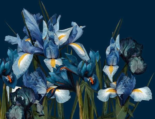 Fototapete große Iris in Blautönen auf dunkelblauem Hintergrund