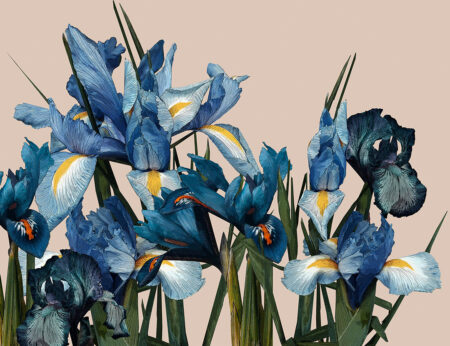 Detaillierte große Irisblüte Fototapete auf beigem Hintergrund