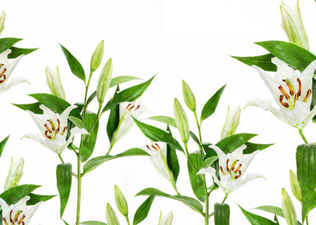 Wandtapete mit großen weißen Lilien auf weißem Hintergrund