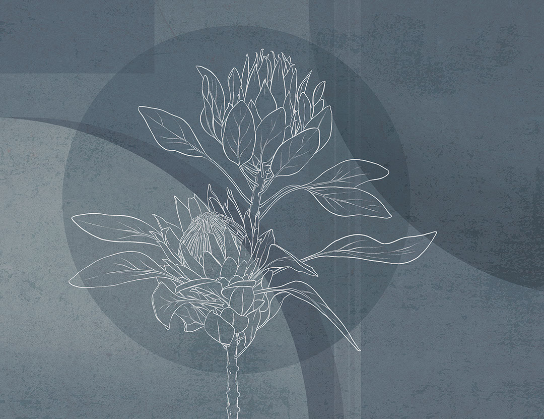 Übergroße florale Fototapete mit Protea und blauem geometrischem Hintergrund
