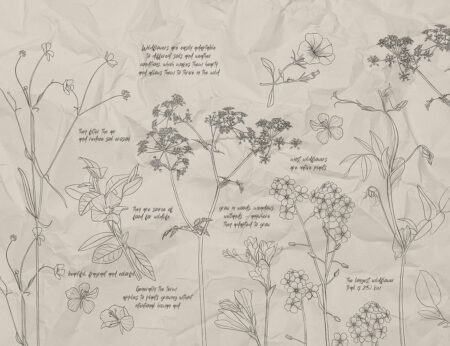 Botanische Wildblumenillustrationen mit Beschriftungen Fototapeten