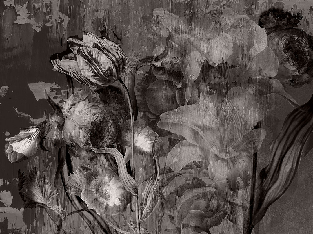 Stimmungsvolle florale schwarz-weiße Fototapeten mit großen Rosen und Pfingstrosen